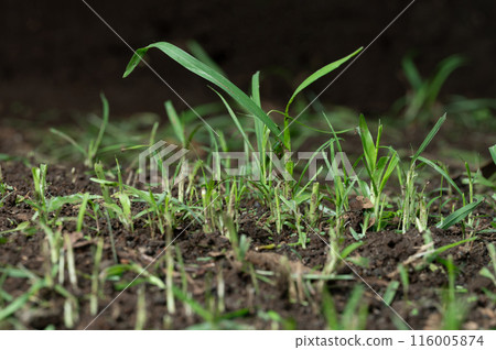 Growing green grass plant 116005874