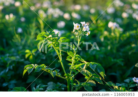 Blooming potatoes with white flowers on a farm field 116005953