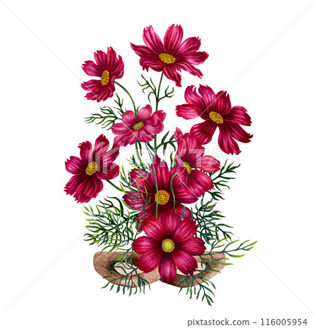 Bouquet of pink, purple cosmos flowers in a vase of wicker branches. Watercolor illustration of template for cards, label, Mother's Day, Valentine's Day, interior, perfume, aromatherapy, magic Bouquet of pink, purple cosmos flowers in a vase of wicker branches. Watercolor illustration of template for cards, label, Mother's Day, Valentine's Day, interior, perfume, aromatherapy, magic 116005954