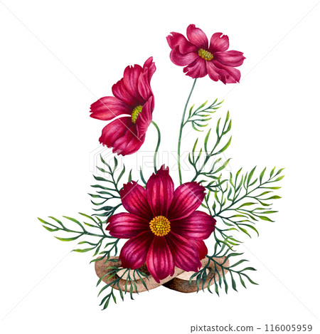 Bouquet of pink, purple cosmos flowers in a vase of wicker branches. Watercolor illustration of template for cards, label, Mother's Day, Valentine's Day, interior, perfume, aromatherapy, magic 116005959