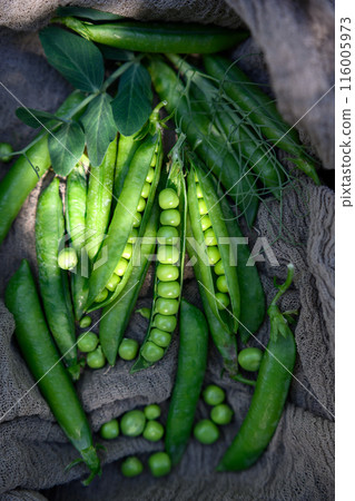 Green sugar snap peas pods in the garden close up 116005973