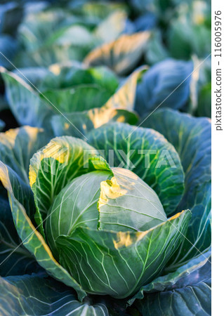 Huge cabbage grows on a vegetables bed in the garden 116005976
