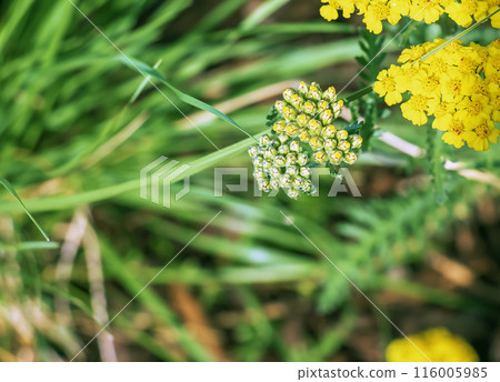 Yarrow flowers or Achillea filipendulina on a natural green background Yarrow flowers or Achillea filipendulina on a natural green background 116005985