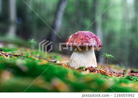Ripe porcini mushroom in summer forest close up 116005992