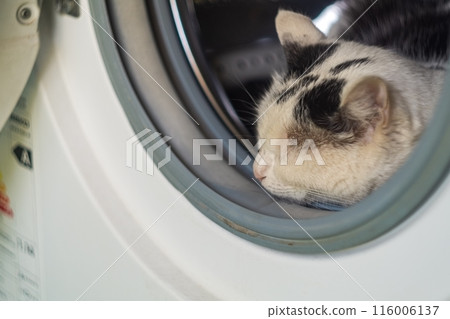 A black and white cat lies inside empty washing machine, its head sticking out of the door and sleeping. Trying to escape the summer heat of pets. A black and white cat lies inside empty washing machine, its head sticking out of the door and sleeping. Trying to escape the summer heat of pets. 116006137