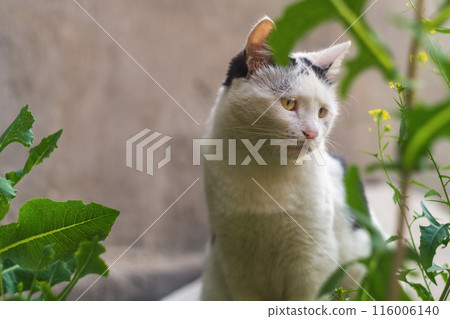 Funny black and white cat sitting among the grass and looking around in the garden. Walking Pets in Nature. Funny black and white cat sitting among the grass and looking around in the garden. Walking Pets in Nature. 116006140