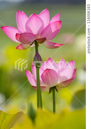 盛開的蓮花 盛開的蓮花 116006163