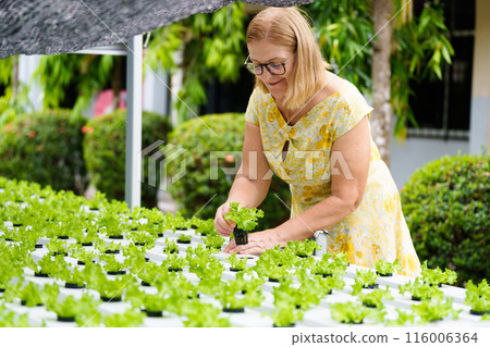 Lettuce farm. Healthy vegetable production. Lettuce farm. Healthy vegetable production. 116006364