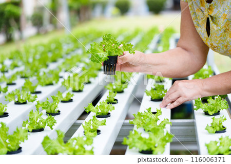 Lettuce farm. Healthy vegetable production. Lettuce farm. Healthy vegetable production. 116006371