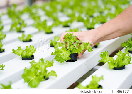 Lettuce farm. Healthy vegetable production. 116006377