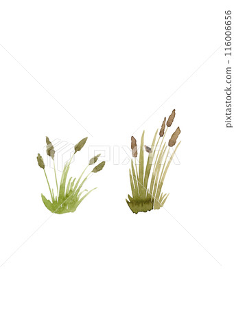 Wildflowers and reeds. Tufts of green grass. Spring is coming. Isolated watercolor illustrations. Nature clipart 116006656