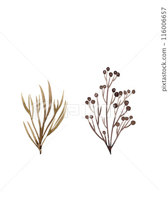 Herbaceous plant. Watercolor twigs, great design for any purpose. Decorative botanical set. Abstract silhouettes of branches. Summer nature clipart. Simple sketch drawing 116006657