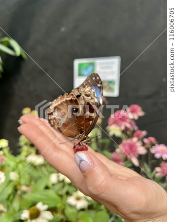 Butterfly on a woman's hand with fruits and flowers in the background Butterfly on a woman's hand with fruits and flowers in the background 116006705