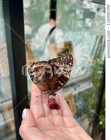 Butterfly on a woman's hand with fruits and flowers in the background Butterfly on a woman's hand with fruits and flowers in the background 116006706