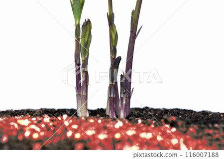 全球變暖圖像(固定攝影) 全球變暖圖像(固定攝影) 116007188