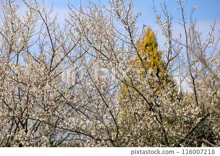 White flower flowers White flower flowers 116007218