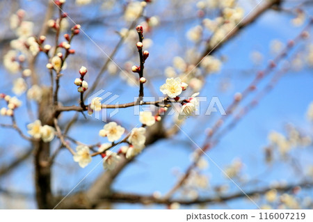 白花花 白花花 116007219