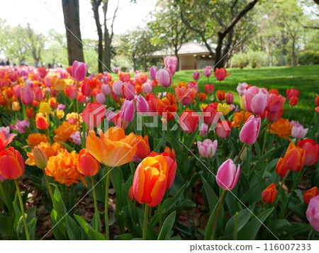Multicolored tulips 116007233