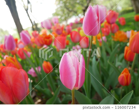 Beautiful tulips 116007234