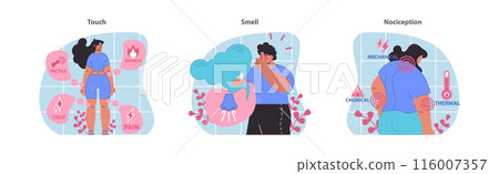 Sensory experiences set. Tactile sensations, olfactory perceptions, and nociceptive responses showcased. Understanding the complexity of touch, smell, and pain. Flat vector illustration. Sensory experiences set. Tactile sensations, olfactory perceptions, and nociceptive responses showcased. Understanding the complexity of touch, smell, and pain. Flat vector illustration. 116007357
