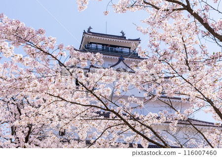 Top 100 Cherry Blossom Spots in Japan: Fukushima, Tsuruga Castle (Aizu-Wakamatsu Castle) Top 100 Cherry Blossom Spots in Japan: Fukushima, Tsuruga Castle (Aizu-Wakamatsu Castle) 116007460