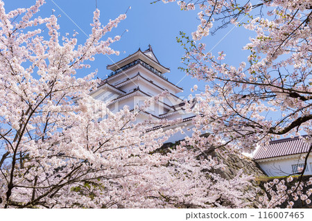 Top 100 Cherry Blossom Spots in Japan: Fukushima, Tsuruga Castle (Aizu-Wakamatsu Castle) 116007465