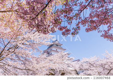 Top 100 Cherry Blossom Spots in Japan: Fukushima, Tsuruga Castle (Aizu-Wakamatsu Castle) 116007468