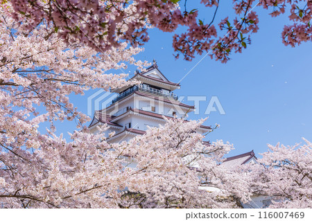 Top 100 Cherry Blossom Spots in Japan: Fukushima, Tsuruga Castle (Aizu-Wakamatsu Castle) 116007469