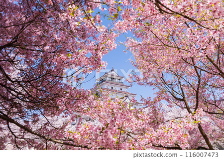 Top 100 Cherry Blossom Spots in Japan: Fukushima, Tsuruga Castle (Aizu-Wakamatsu Castle) Top 100 Cherry Blossom Spots in Japan: Fukushima, Tsuruga Castle (Aizu-Wakamatsu Castle) 116007473