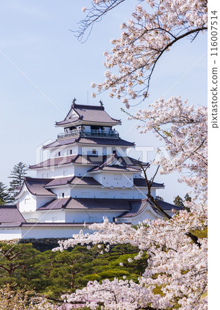 Top 100 Cherry Blossom Spots in Japan: Fukushima, Tsuruga Castle (Aizu-Wakamatsu Castle) 116007514