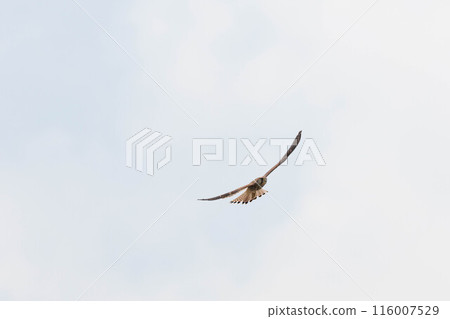 A kestrel soaring through the sky A kestrel soaring through the sky 116007529