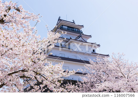 Top 100 Cherry Blossom Spots: Fukushima, Tsuruga Castle (Aizu-Wakamatsu Castle) 116007566