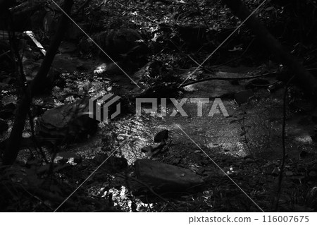 日落時一條溪流的黑白照片,水從瀑布流下 日落時一條溪流的黑白照片,水從瀑布流下 116007675