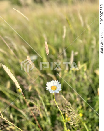 Chamomile in the meadow on a sunny day and natural light 116007726