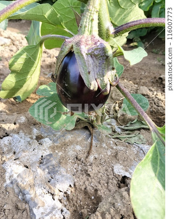 eggplant 116007773