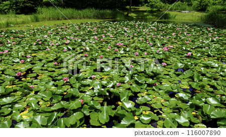 Monet's Pond in Uonuma (16:9) Monet's Pond in Uonuma (16:9) 116007890
