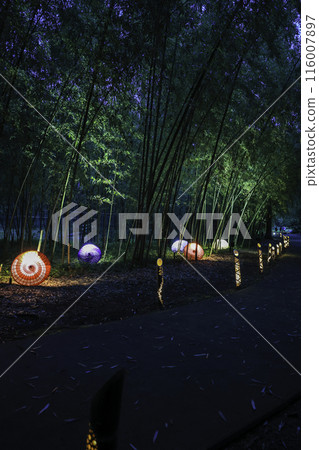 Illuminated bamboo forest at night (vertical) Illuminated bamboo forest at night (vertical) 116007897