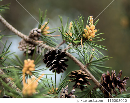 Banks pine flowers blooming in April Banks pine flowers blooming in April 116008020