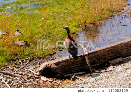 Ducks on grass vegetation quiet place summer season wild birds nice birds Ducks on grass vegetation quiet place summer season wild birds nice birds 116008169