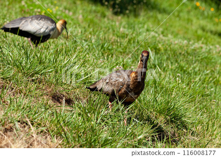 Ducks on grass vegetation quiet place summer season wild birds nice birds quiet birds 116008177