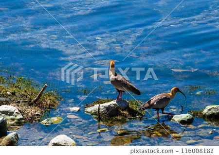 Ducks on grass vegetation quiet place summer season wild birds nice birds quiet birds 116008182