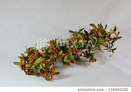 Firethorn or pyracantha (Pyracantha coccinea) is a species of shrubby plant in the genus Pyracantha in the Rosaceae family 116008200