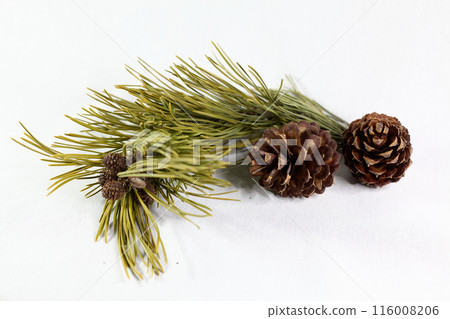 Brown pine cones with branch on white background Brown pine cones with branch on white background 116008206