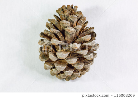 Pine cone on white background 116008209