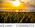 Golden silver grass shining against the setting sun. Photographed on the Notsuke Peninsula in Hokkaido. 116008254