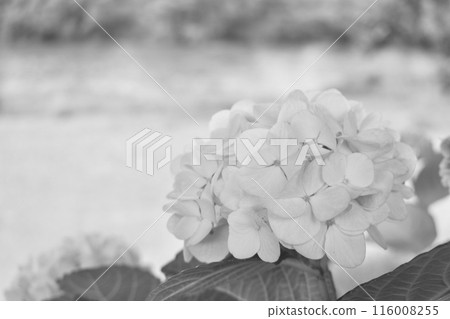 河岸上盛開的白色繡球花的黑白照片 116008255