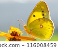 A macro shot of the yellow-allied Colias. The butterfly's chewing mouth and antennae are clearly visible. 116008459