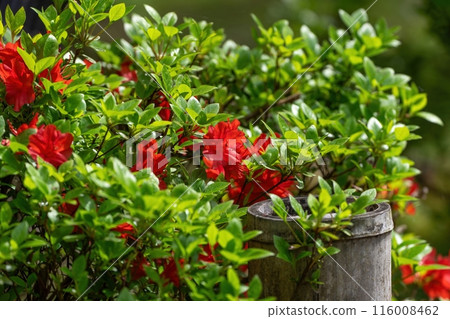 鮮紅的杜鵑花盛開，靜靜地綻放 116008462