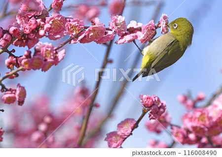 A white-eye eating on a blooming red plum blossom (spring image) (heartwarming image) 116008490