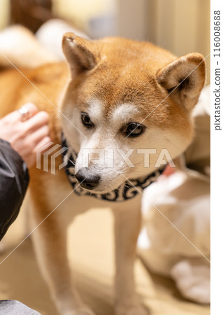 Mameshiba from Asakusa Mameshiba Cafe Mameshiba from Asakusa Mameshiba Cafe 116008688